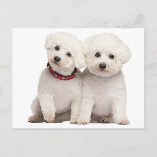 Bichon Frise Puppy Dog Blank Greeting Post Card (Front)