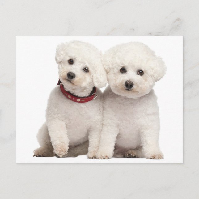 Bichon Frise Puppy Dog Blank Post Card (Front)