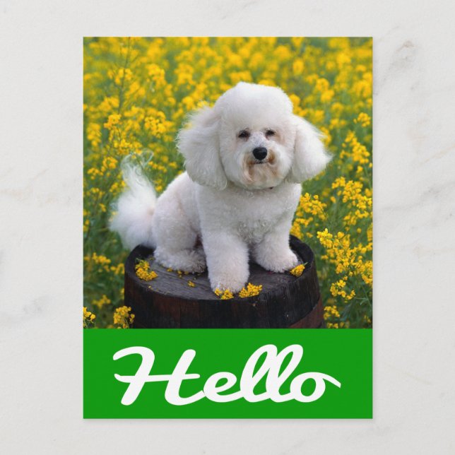 Bichon Frise Puppy Dog Hello Greeting Post Card (Front)