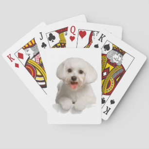 Bichon Frise Puppy Playing Cards