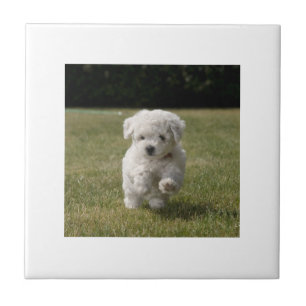Bichon Frise Puppy Tile