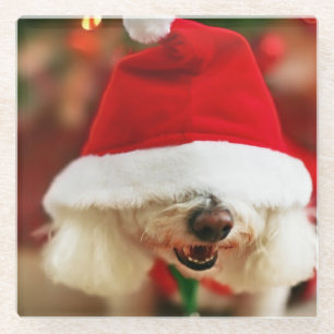 Bichon Frise puppy wearing Santa costume Glass Coaster