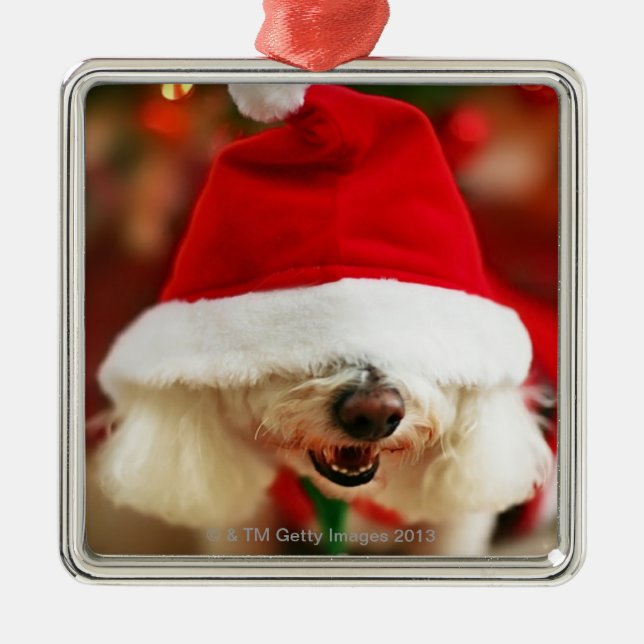 Bichon Frise puppy wearing Santa costume Metal Tree Decoration (Front)