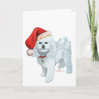 Bichon Frise Santas Helper