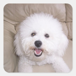 Bichon Frise Square Sticker