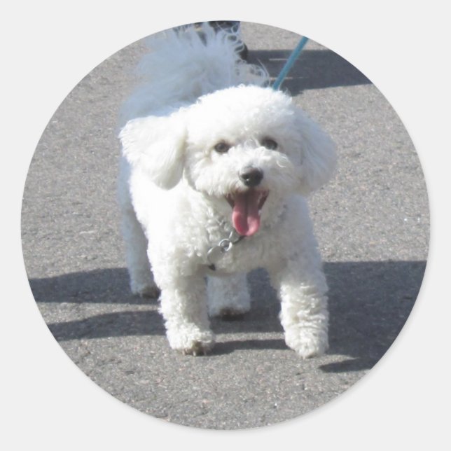 Bichon Frise Sticker Round (Front)