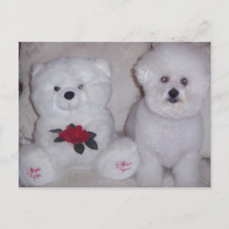 Bichon frise with white teddy bear. postcard