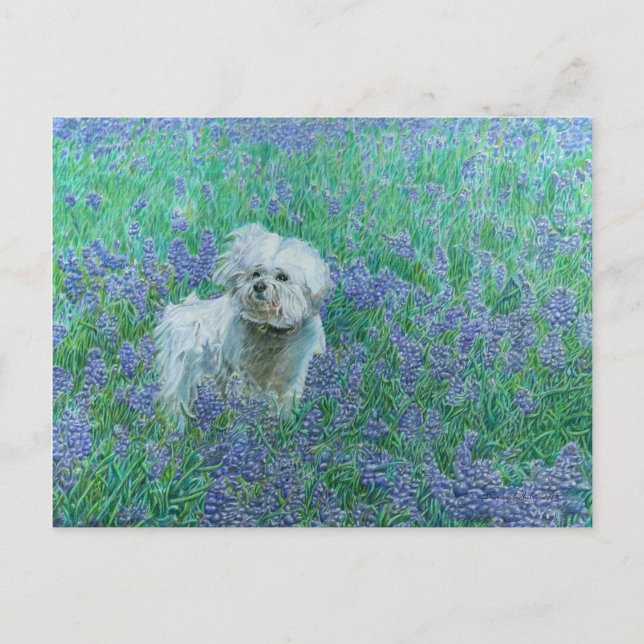 Bichon in the Blueonnets Postcard (Front)