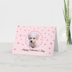 Bichon Valentine's Day Holiday Card