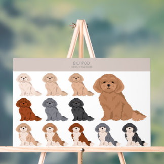 Bichpoo, Poochon, Bichon Poodle dog mix Acrylic Sign