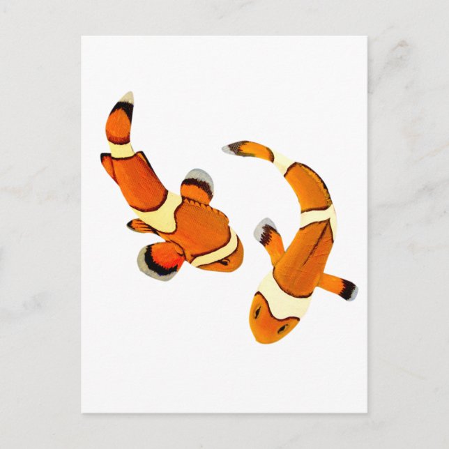 Bickering Clownfish Postcard (Front)