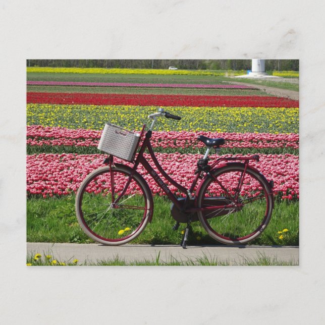 Bicycle at Tulips Field DIY Postcard (Front)