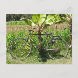 Bicycle under banana tree postcard