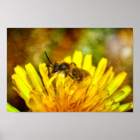 Biene auf Blüte