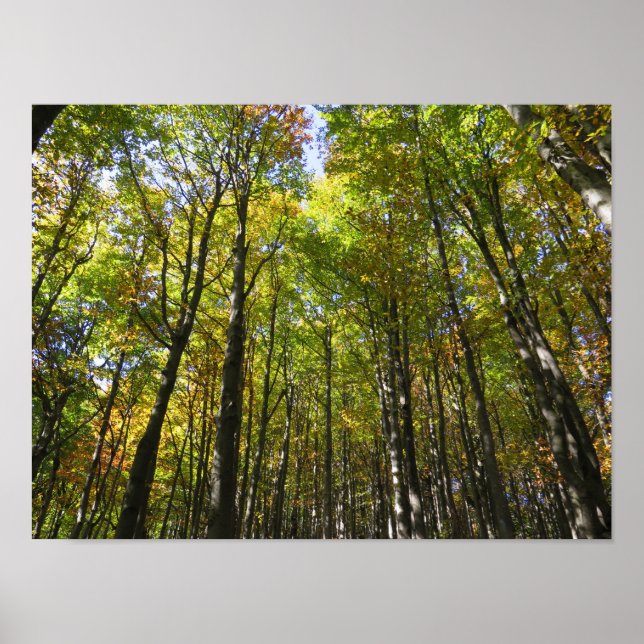 Bieszczady forest poster (Front)
