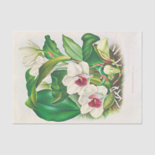 Bifrenaria Harrisoniae (Orchid) by Jean Linden Tissue Paper
