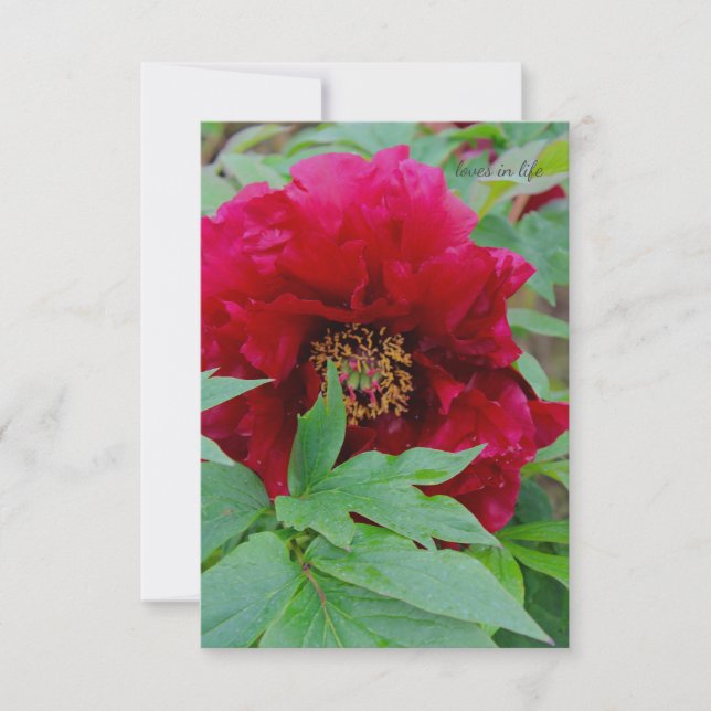 Big Bashful Burgundy  Card (Front)