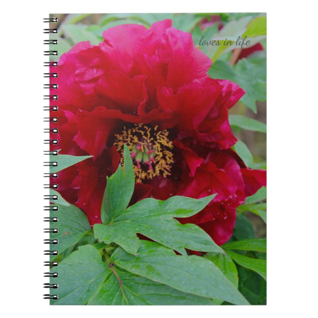 Big Bashful Burgundy  Notebook (Front)