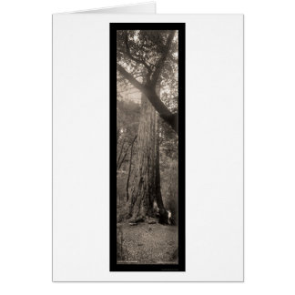 Big Basin Redwood Tree Photo 1907