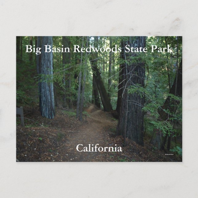 Big Basin Redwoods State... Postcard (Front)