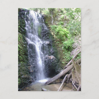 Big Basin, Santa Cruz Mountains Postcard