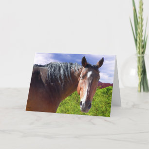 Big Bay American Quarter Horse - Blank Inside Card