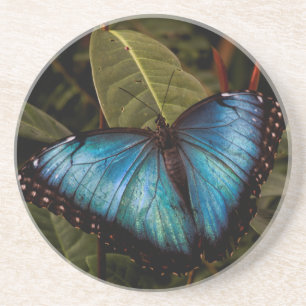 Big, beautiful, blue butterfly coaster
