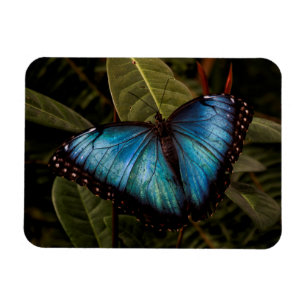 Big, beautiful, blue butterfly magnet