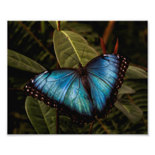 Big, beautiful, blue butterfly photo print