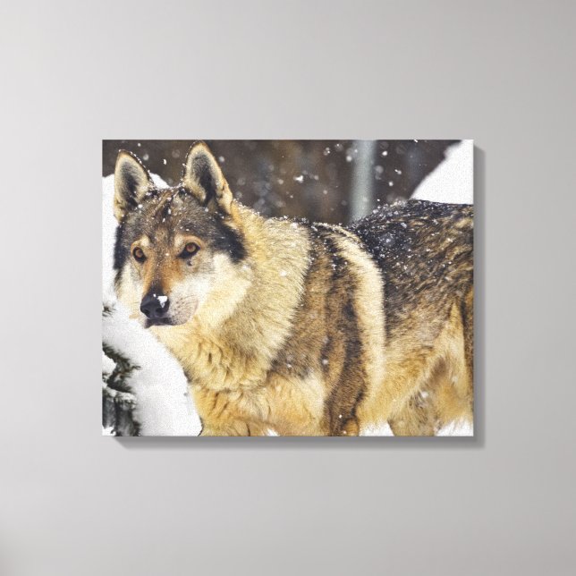 Big Beautiful Grey Wild Wolf in snow Canvas Print (Front)