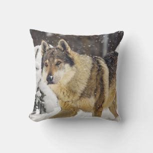 Big Beautiful Grey Wild Wolf in snow Cushion