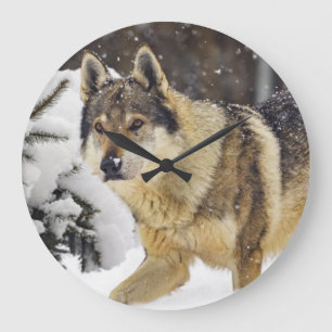 Big Beautiful Grey Wild Wolf in snow Large Clock