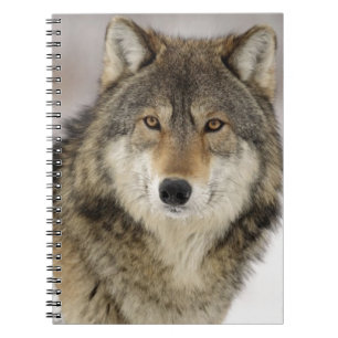 Big Beautiful Grey Wolf in the wild Notebook