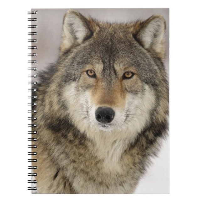 Big Beautiful Grey Wolf in the wild Notebook (Front)