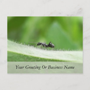 Big Black Ant Postcard
