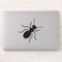 Big Black Ants Crawling