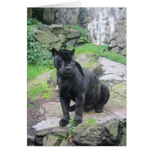 Big Black Jaguar Cat on Sitting on Rock