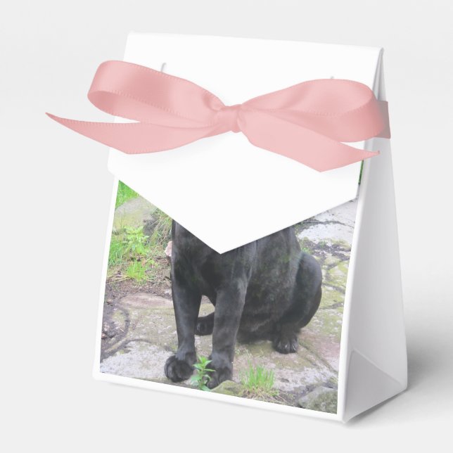 Big Black Jaguar Cat on Sitting on Rock Favour Box (Front Side)
