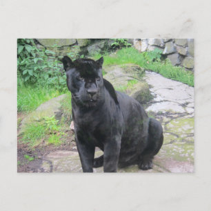 Big Black Jaguar Cat on Sitting on Rock Postcard