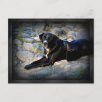 Big Black Pitbull Lab Cross