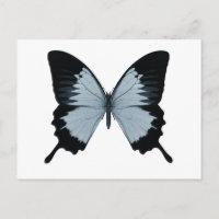 Big Blue & Black Butterfly