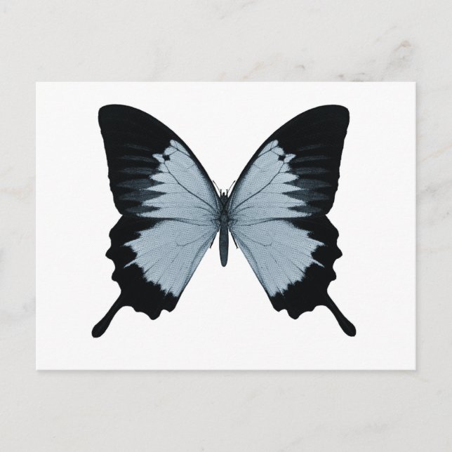 Big Blue & Black Butterfly Postcard (Front)