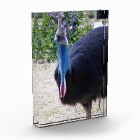 Big Blue Cassowary Bird,