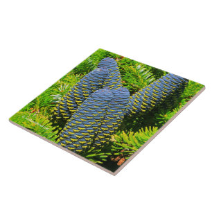 Big Blue Korean Fir Cones Tile