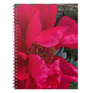 Big Bold Red Peony Notebook