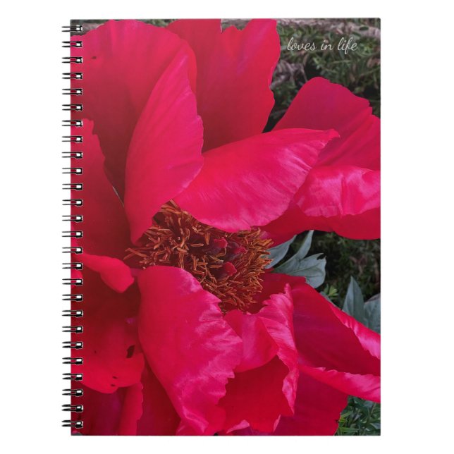 Big Bold Red Peony Notebook (Front)
