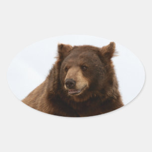 Big Brown Bear on a Log Oval Sticker