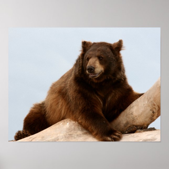Big Brown Bear on a Log Poster (Front)