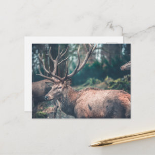 Big Brown Buck Deer with Large Antlers Postcard