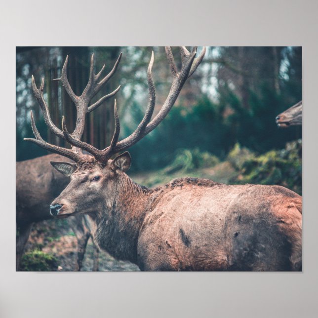 Big Brown Buck Deer with Large Antlers Poster (Front)